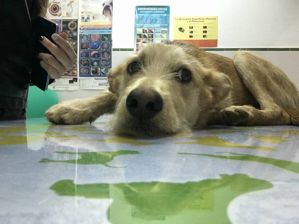 23517419_1751207554903017_4379798529921299840_n