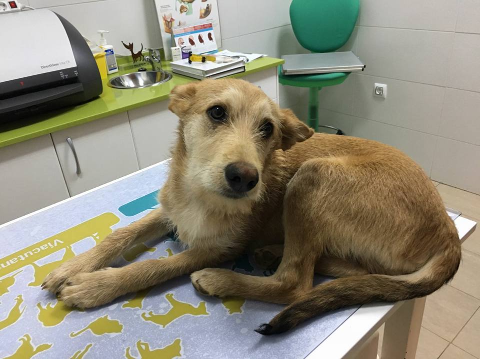 23518866_1751207591569680_5344528720837747186_n