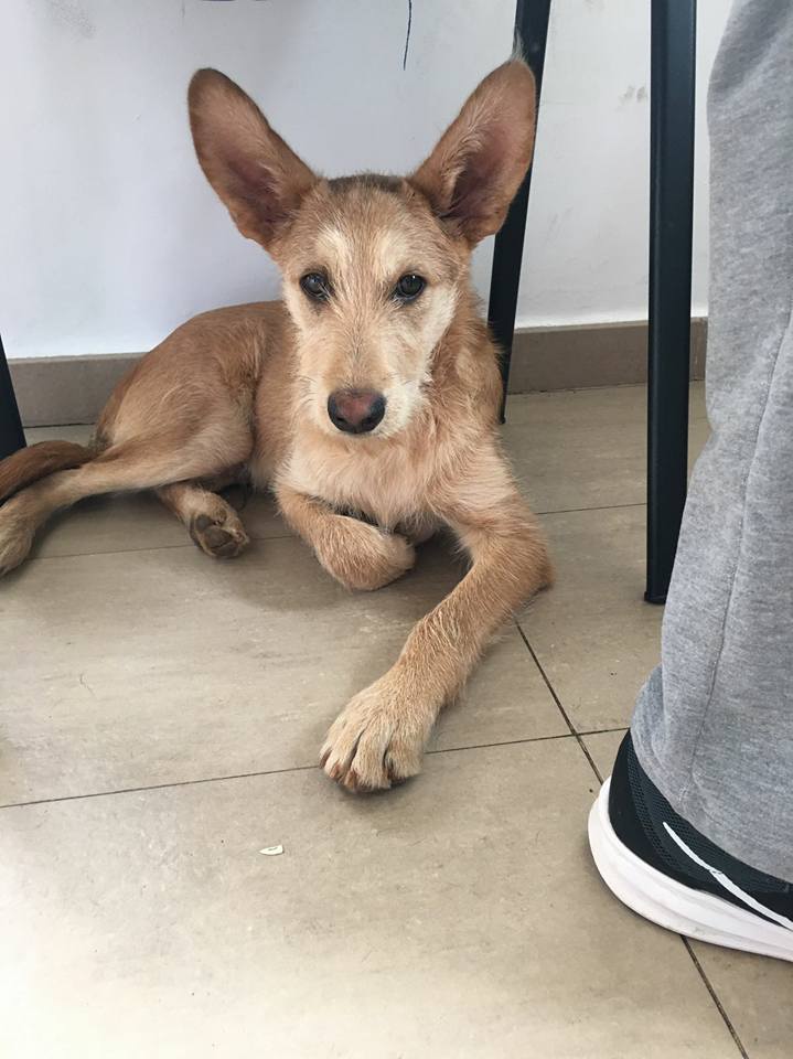 23559396_1751207404903032_678954512407166543_n