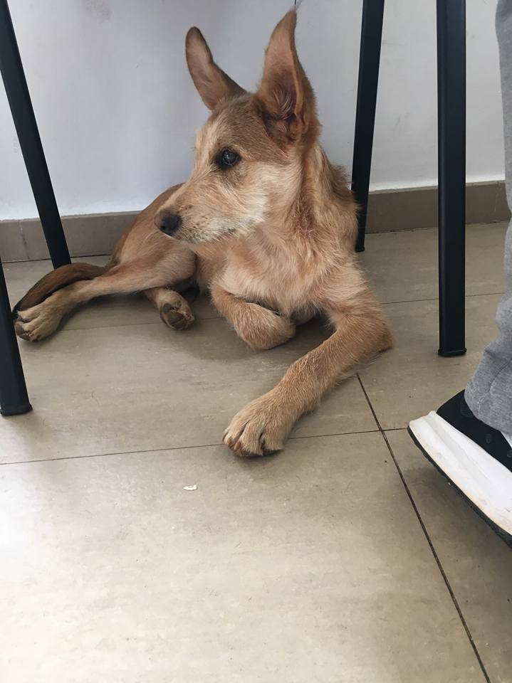 23559634_1751207428236363_3763781906786317394_n