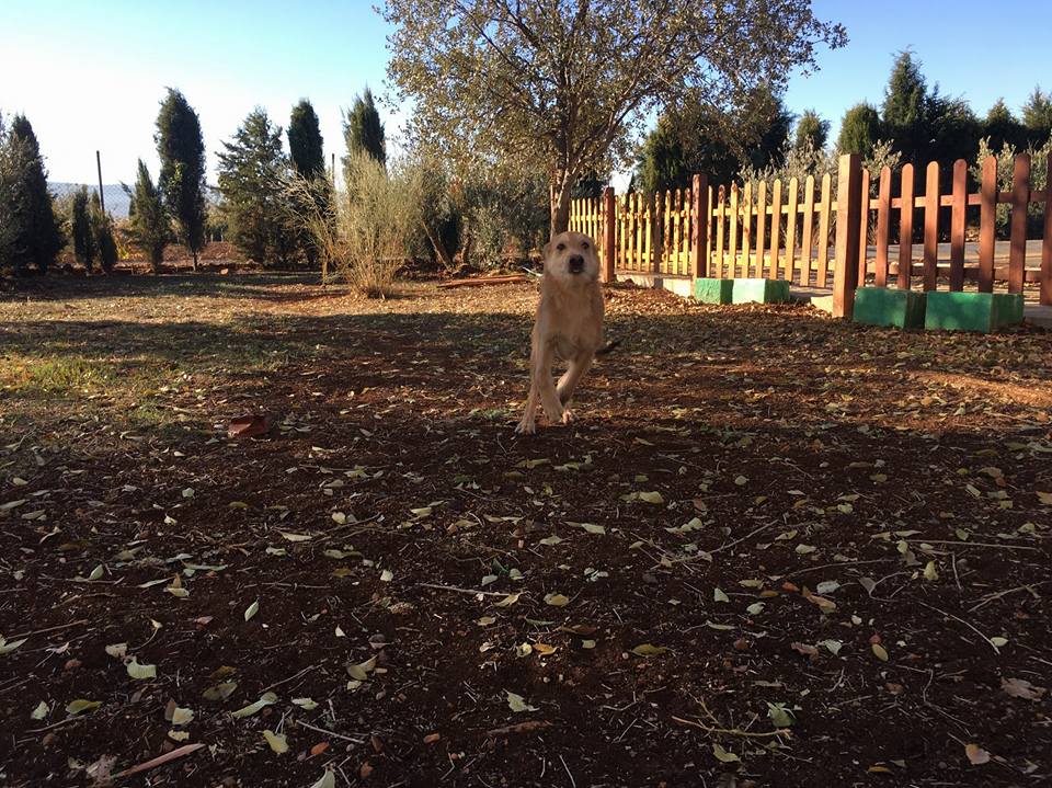 23559759_1751207631569676_1978929072831193486_n