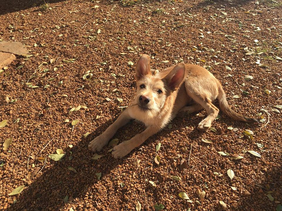 23621623_1751207278236378_1477233504833758175_n