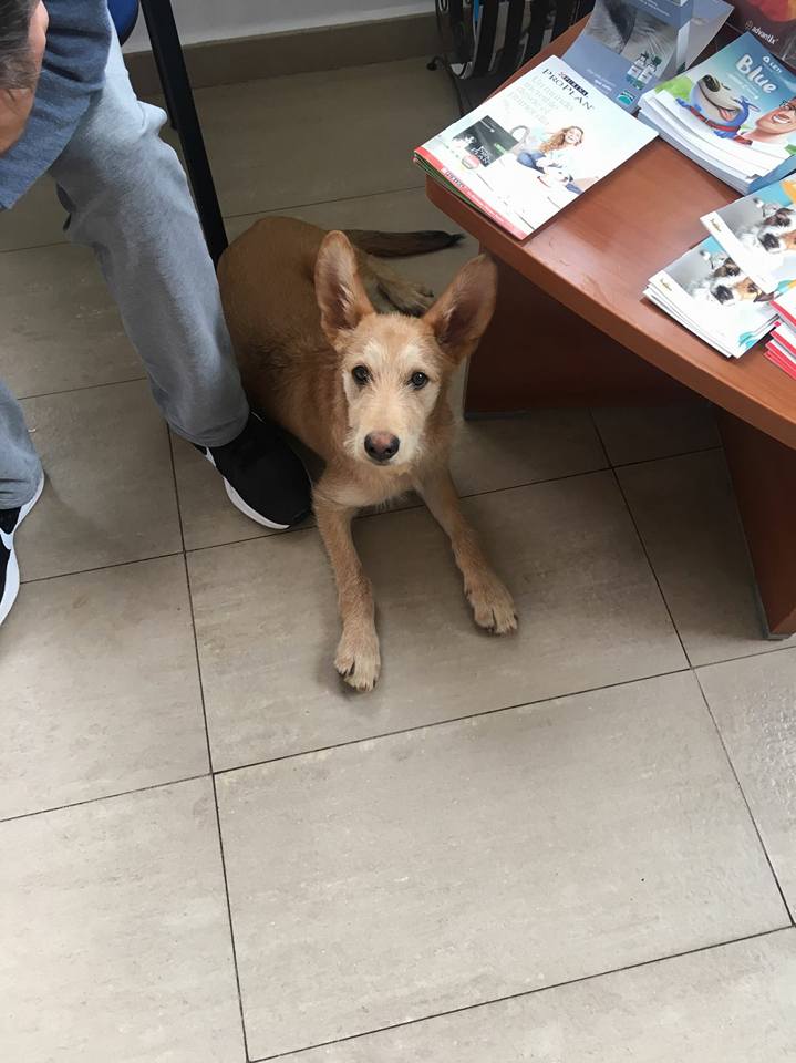 23658733_1751207521569687_3896856930649155392_n