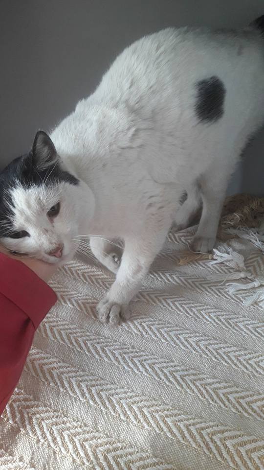 23795938_1758905664133206_6840078352810662225_n