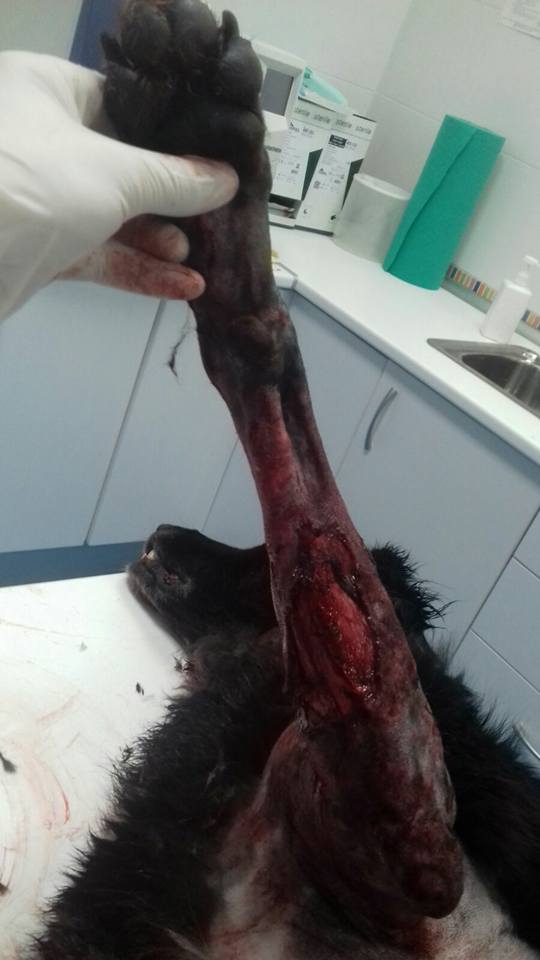 29497483_1886790354678069_5403696636232491491_n