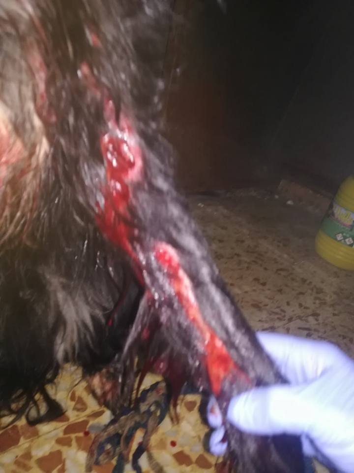 29511052_1886790288011409_2507230069196424429_n