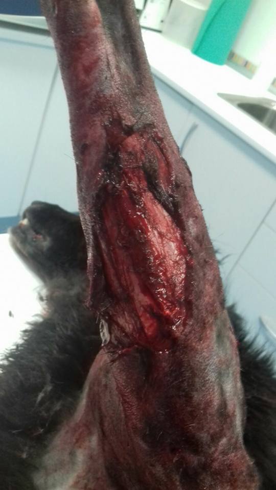 29511559_1886790424678062_8329404482383994387_n