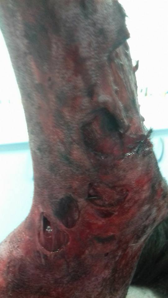 29513018_1886790448011393_794468502548089964_n