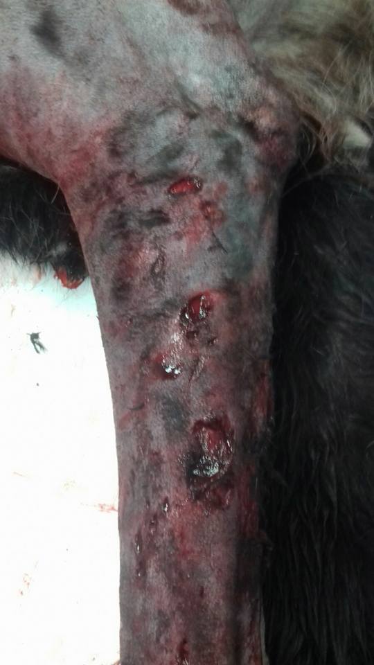 29541477_1886790308011407_6020090665432904941_n