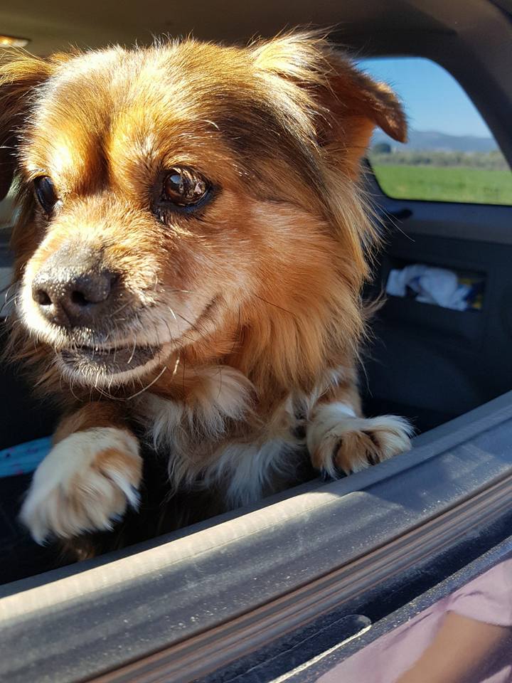 29571355_1892558377434600_2820067207398754524_n