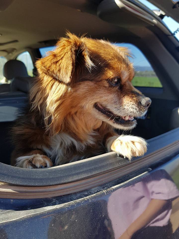 29571461_1892558440767927_6458046421521640772_n