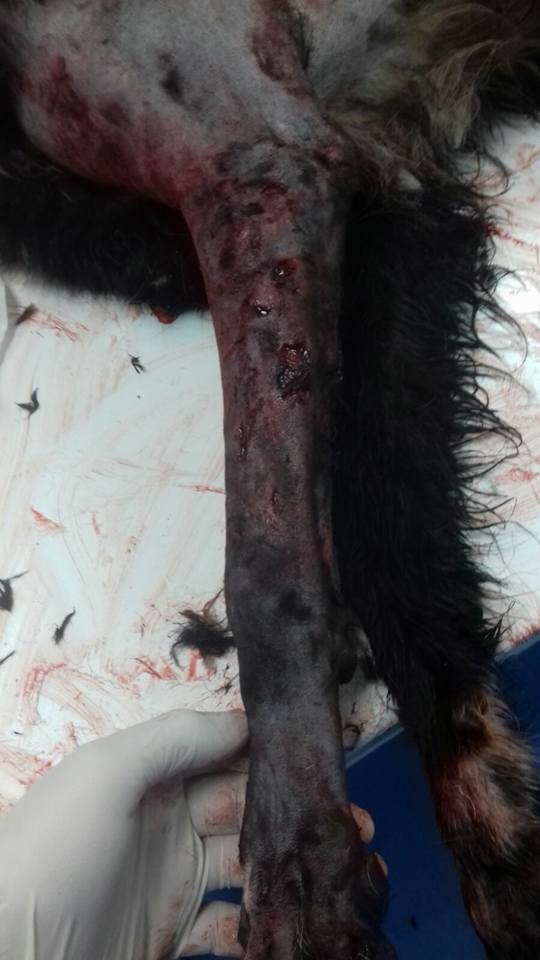 29594479_1886790478011390_4253264290847578586_n