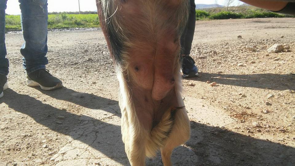 29597382_1895844367106001_8006891768456333047_n