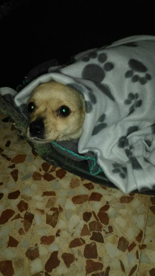 29683210_1895844343772670_7731127020537758085_n