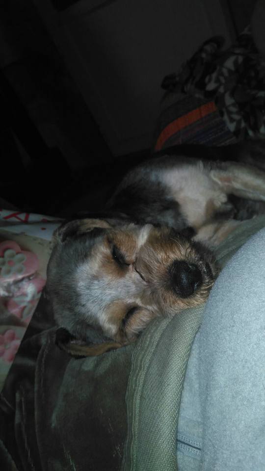 29790496_1897928553564249_8348560617877659872_n