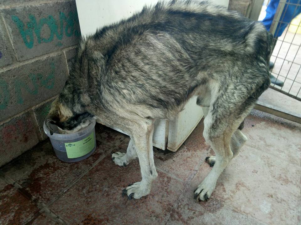 30265372_1903080223049082_8444475169354809344_n