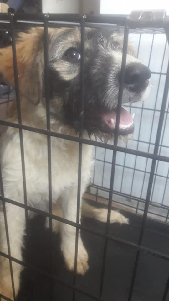 30725951_1913607995329638_2330020492519407616_n