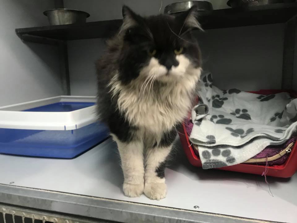 31206557_225695061514615_8032825724907645318_n