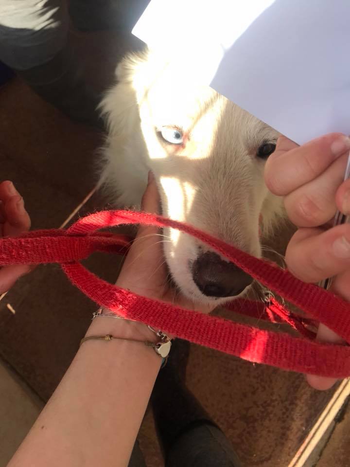 31433120_226553401428781_4202150487978714032_n