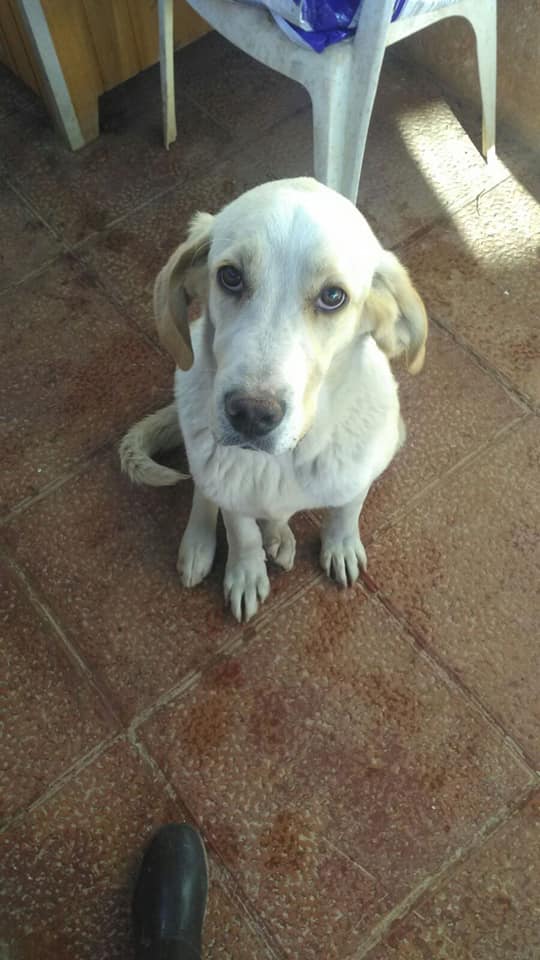 31444586_1921974807826290_579641240010620928_n